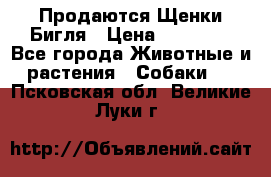 Продаются Щенки Бигля › Цена ­ 35 000 - Все города Животные и растения » Собаки   . Псковская обл.,Великие Луки г.